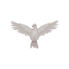 Gray dove in flying action with wide open wings, front view. Fauna theme. Flat vector for poster or ornithology book