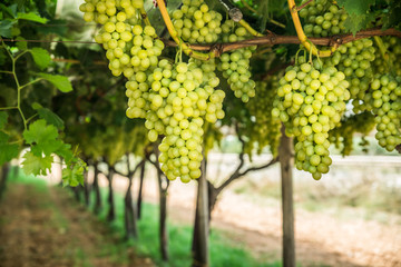 Large ripe clusters of white table grapes on the vine.