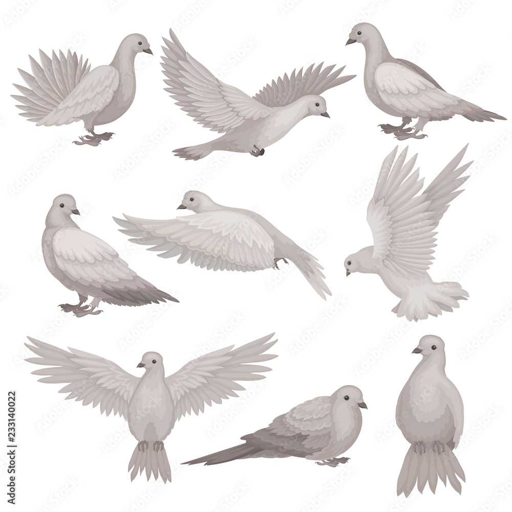 Wall mural flat vector set of dove. bird with small head, short legs and gray feathers. flying creature. wildli