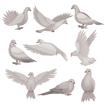 Flat vector set of dove. Bird with small head, short legs and gray feathers. Flying creature. Wildlife and fauna theme