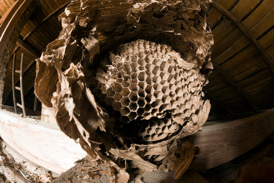 Wasp nest in an old house