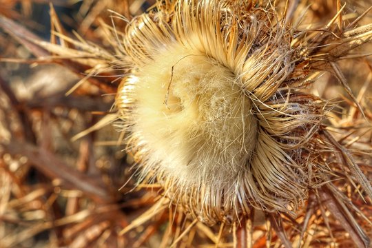 A close-up view of a thistle blossom during autumn