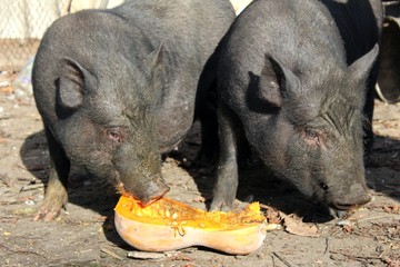 Vietnamese Pot-bellied pig