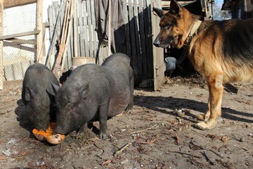 Vietnamese Pot-bellied pig and German Shepherd (Deutscher Schäferhund).