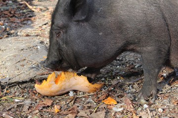 Vietnamese Pot-bellied pig