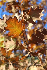 Yellowish brown oak leaves in November