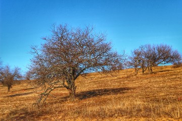 A scenic panoramic view of autumn trees, grass, fields and mountains during sunset at golden hour