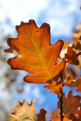 Yellowish brown oak leaves in November