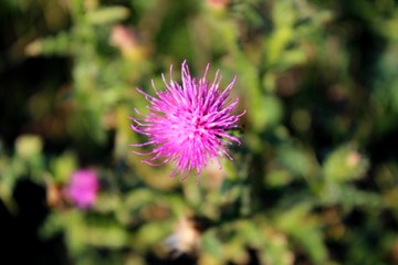 Milk thistles (Silybum marianum)