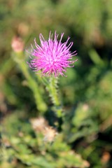 Milk thistles (Silybum marianum)