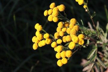 Tansy (Tanacetum vulgare)  flowering plant 