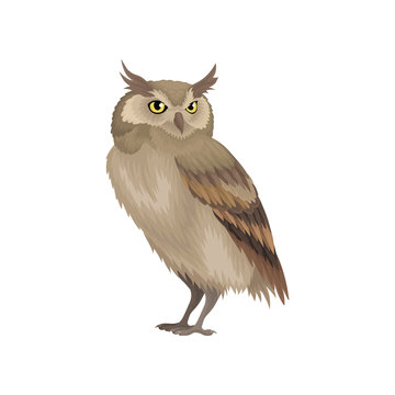 Flat vector icon of long-eared owl isolated on white background. Wild bird with brown feathers. Wildlife theme