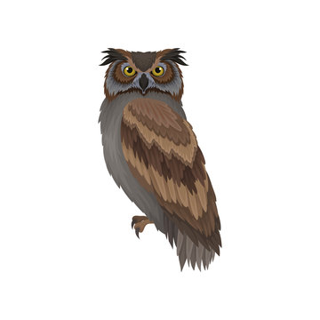Owl with gray-brown plumage, side view. Wild flying creature. Forest bird. Flat vector design