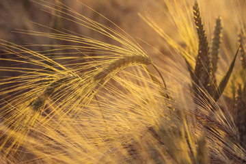 Field of rye in the sunset, selective focus, agricultural background