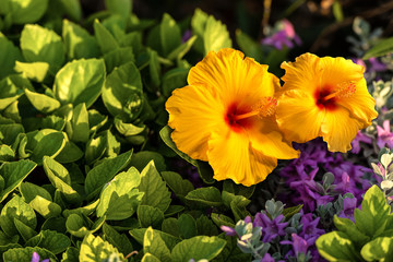 Hibiscus Flowers - Orange Yellow and Red