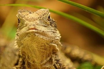lizard on rock