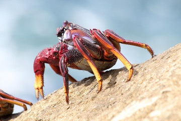 TIERE_6315_rote_Klippenkrabbe