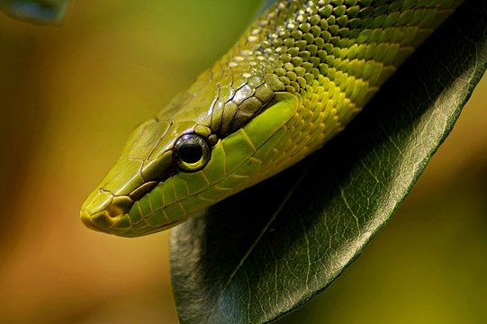 close up of a snake