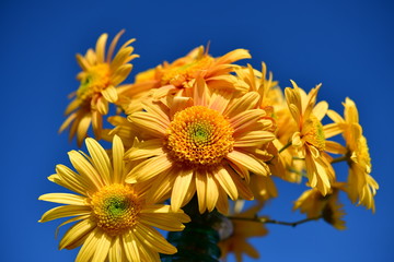 かわいい花、黄色、青空