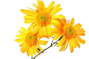 かわいい花、黄色、白背景