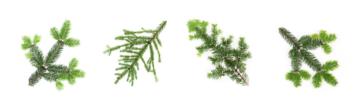 Set of different conifer branches on white background. Flat lay, top view 