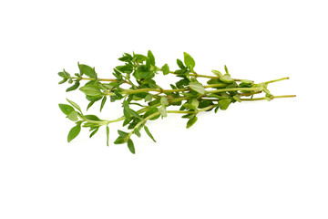 green thyme bunch isolated on white background