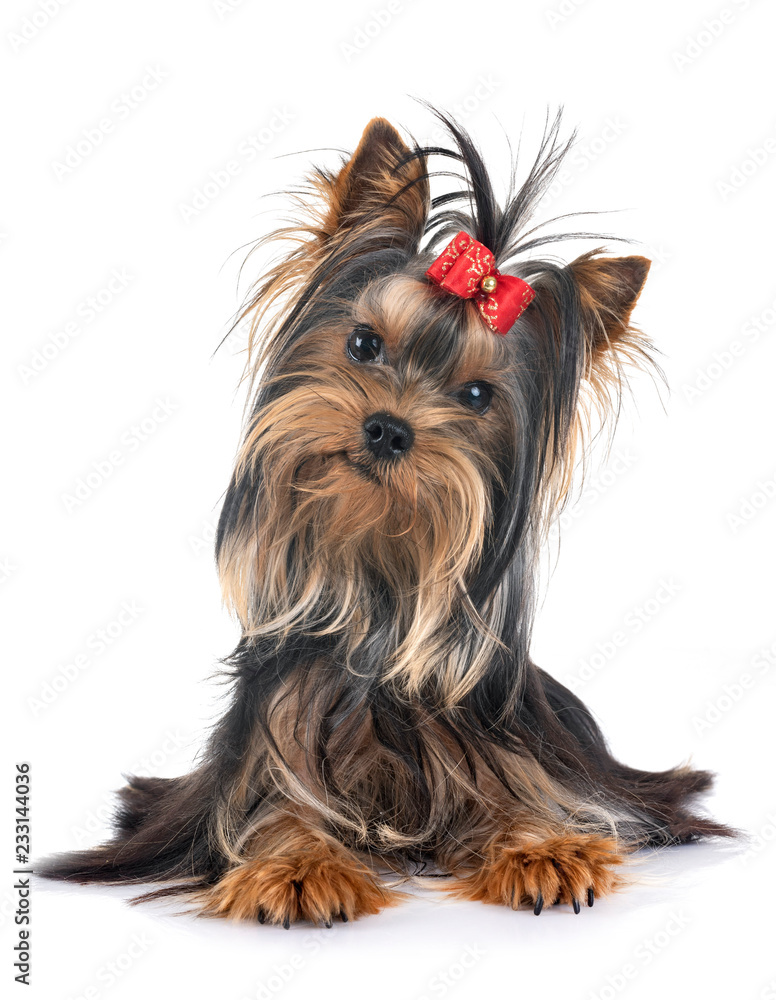 Canvas Prints young yorkshire terrier