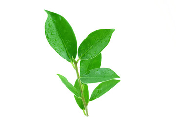 Green leaves isolated on a white background