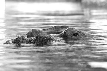 hippo in water