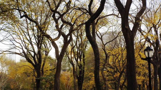 Yellow Tree Foliage in Cental Park, Autumn NYC
