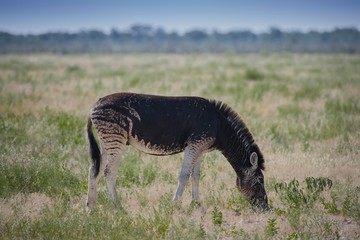 Burchell's Zebra (Equus quagga burchelli) with abnormal dark coat color, Etosha National Park, Namibia, Africa