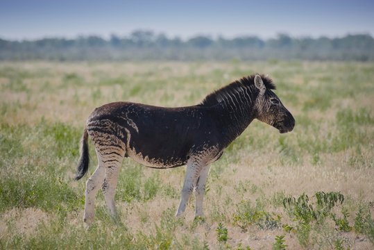 Burchell's Zebra (Equus quagga burchelli) with abnormal dark coat color, Etosha National Park, Namibia, Africa