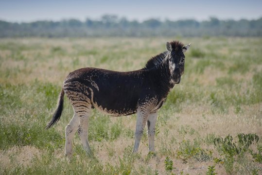 Burchell's Zebra (Equus quagga burchelli) with abnormal dark coat color, Etosha National Park, Namibia, Africa