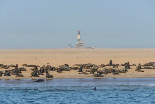 South African Fur Seal (Arctocephalus pusillus), colony on the beach, in the back lighthouse and lodge, Pelican Point, Walvis Bay, Erongo region, Namibia, Africa