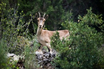 cabra salvaje