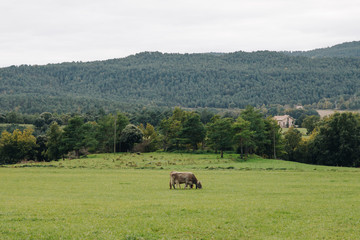 Cows on pasture