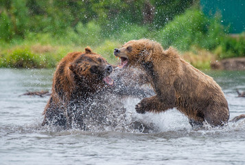 The Kamchatka brown bear is a subspecies of the brown bear, common on the territory of Eurasia. It...