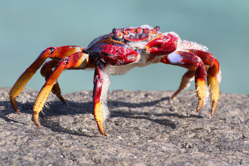 TIERE_8471_rote_Klippenkrabbe