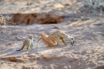 SURICATE (Suricata siricata) aka Meerkats in the Kalahari desert 