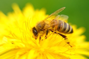 bee on flower
