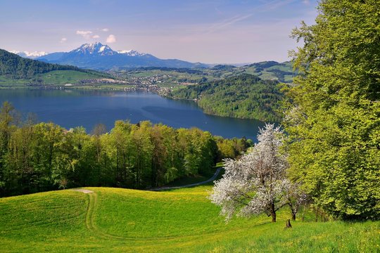 View of Lake Zug and Mount Pilatus, cherry blossoms in front of it, Walchwil, Canton Zug, Switzerland, Europe
