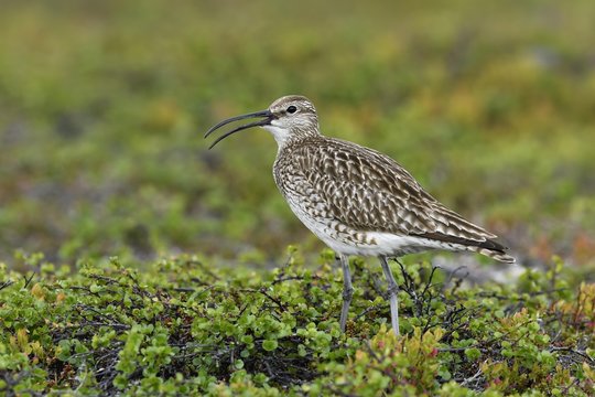 Whimbrel (Numenius phaeopus), adult bird, Tundra, Varanger, Norway, Europe