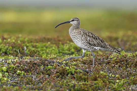Whimbrel (Numenius phaeopus), adult bird, Tundra, Varanger, Norway, Europe