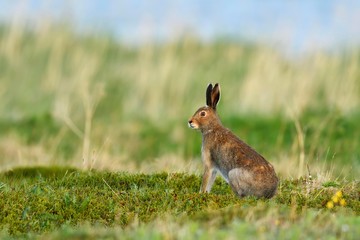 Mountain hare (Lepus timidus), in summer coat, Tundra, Varanger, Norway, Europe