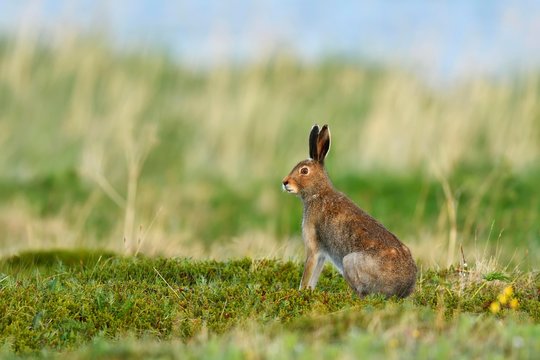 Mountain hare (Lepus timidus), in summer coat, Tundra, Varanger, Norway, Europe
