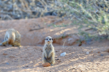 SURICATE (Suricata siricata) aka Meerkats in the Kalahari desert 