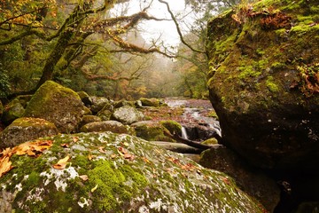 霧の中に浮かぶ秋の菊池渓谷