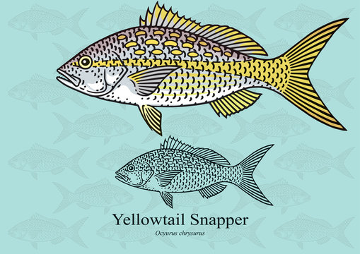 Yellowtail Snapper. Vector illustration with refined details and optimized stroke that allows the image to be used in small sizes (in packaging design, decoration, educational graphics, etc.)