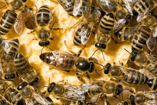 Bienenzucht-Doppelkopf-rostfreie Bienen-Nadel-Bienenstock-Königin-Aufzucht X6G1 