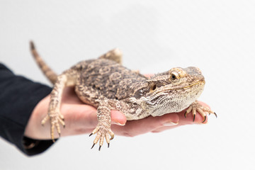bearded dragon on the hand